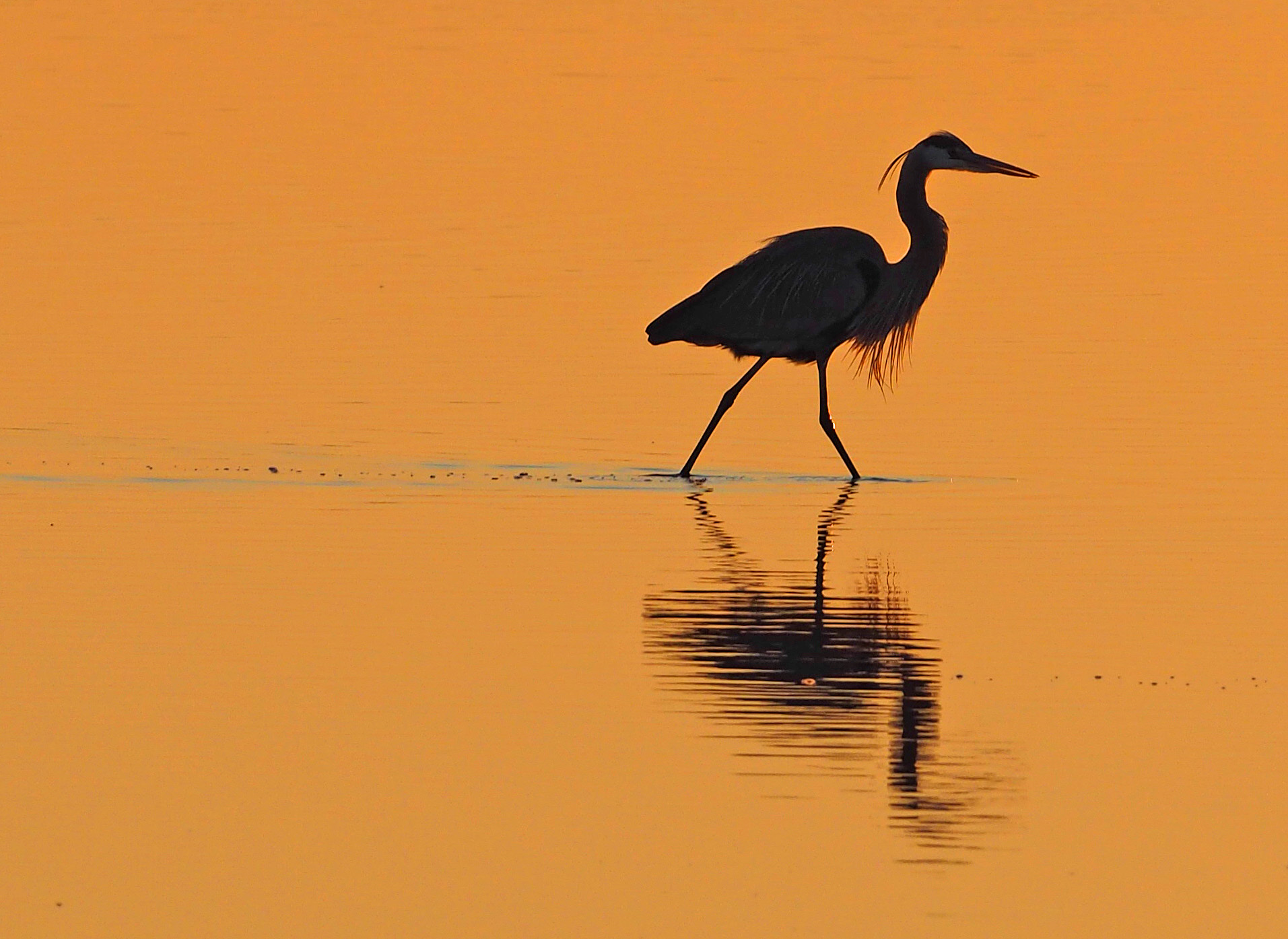 51099751576 E031003951 O